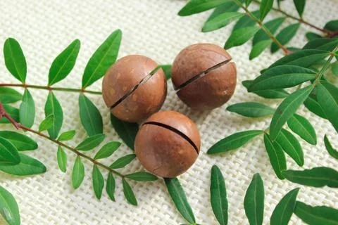 Macadamia nut, walnut and olive leaves in macro view. Foto stock