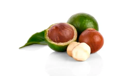 Macadamia nut on white background Stock Photos