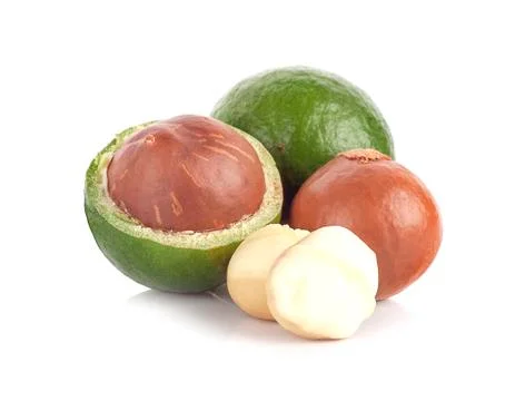 Macadamia nut on white background Фото
