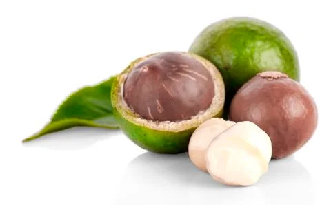 Macadamia nut on white background Stock Photos