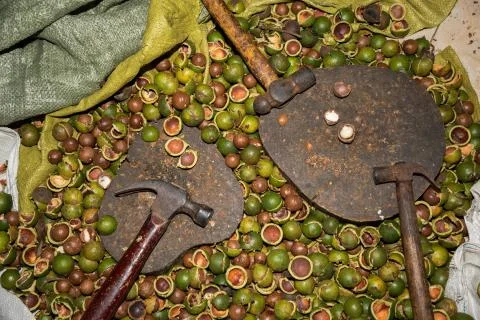 Macadamia nuts 1 Stock Photos