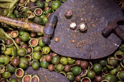 Macadamia nuts 3 Stock Photos