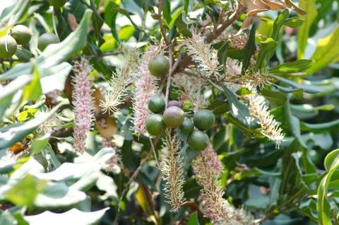 Macadamia nuts and flower on tree Stock Photos