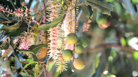 Macadamia nuts and flowers on tree Stock Footage