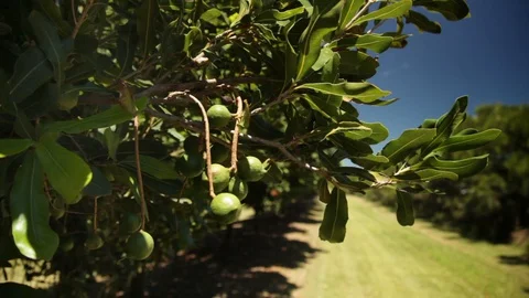 Macadamia Nuts and Orchard Stock Footage 128227316
