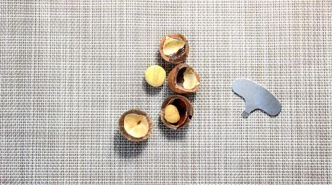Macadamia nuts are open and in the shell with a metal key for opening. Foto stock