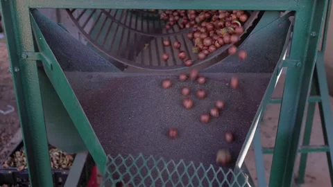 Macadamia nuts are rolled in tumbler to crack and remove outer husk Stock Footage 310920756