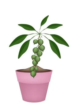 Macadamia Nuts on Branch in Ceramic Flower Pots Stock Illustration