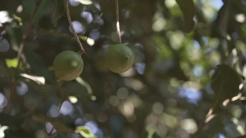 Macadamia nuts close up Stock Footage 118017387