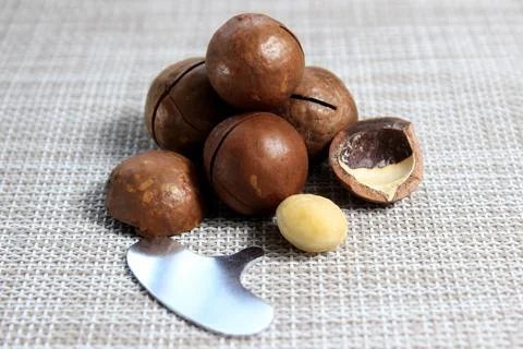 Macadamia nuts close-up, next to which is a metal key for opening. Foto stock