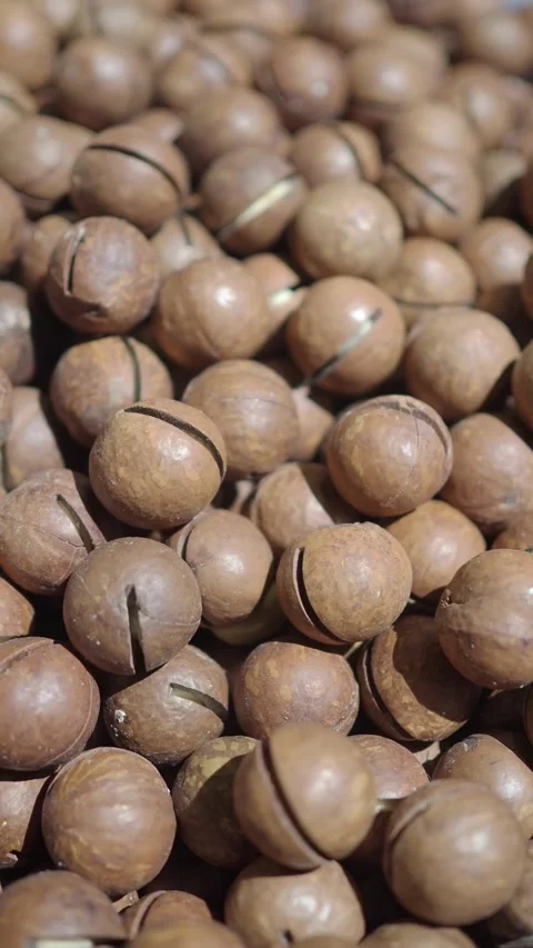 Macadamia nuts collected and sorted for sale in Hawaii Stock Footage 335498807