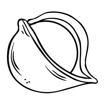 Macadamia Nuts Colored Detailed Illustration. Stock Illustration