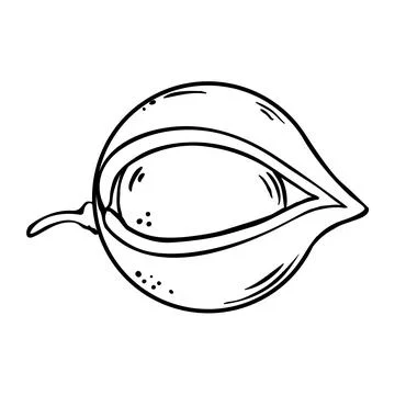 Macadamia Nuts Colored Detailed Illustration. Stock Illustration