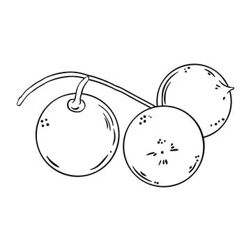 Macadamia Nuts Colored Detailed Illustration. Stock Illustration