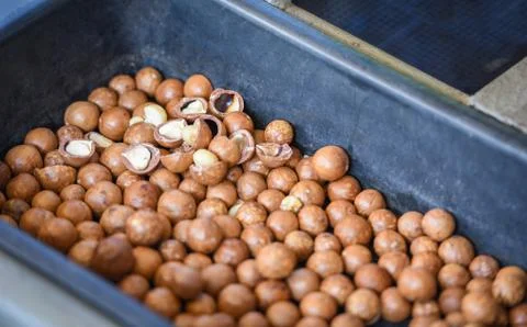 Macadamia nuts with dried - Fresh macadamia nut shelled from natural high pro Foto stock