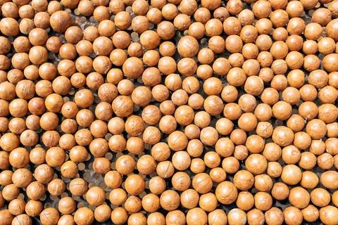 Macadamia nuts dried by sunlight on a tray. Stock Photos