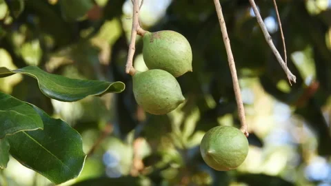 Macadamia nuts on the evergreen tree, macadamia plantation Stock Footage 139935659