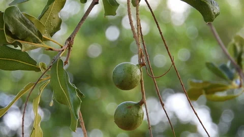Macadamia nuts on the evergreen tree, macadamia plantation Stock Footage 144905562