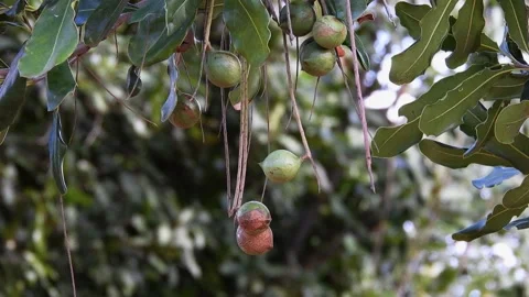 Macadamia nuts on the evergreen tree, macadamia plantation 스톡 동영상 147694450