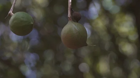 Macadamia nuts Stock Footage 118017357