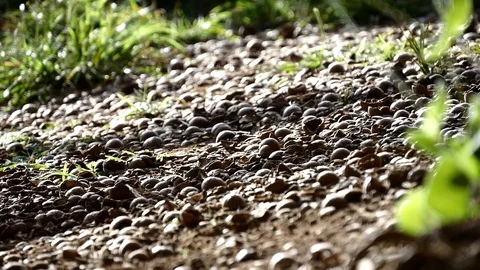 Macadamia nuts on ground Stock Footage 126551381