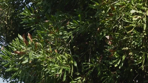 Macadamia nuts growing on a tree branch, with the camera tilting down on a Stock Footage 336063041
