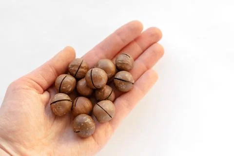 Macadamia nuts in hand close-up Stock Photos