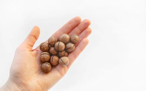 Macadamia nuts in hand close-up. Stock Photos