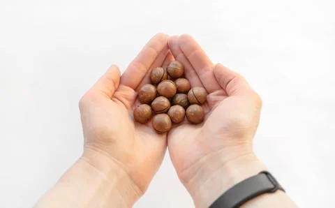 Macadamia nuts in hand close-up. Stock Photos