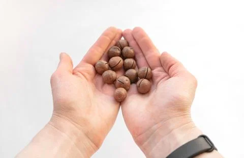 Macadamia nuts in hand close-up Foto stock