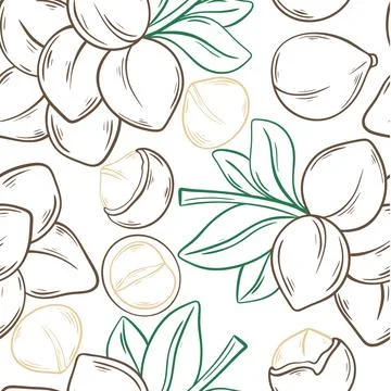 Macadamia nuts hand engraved background Stock Illustration