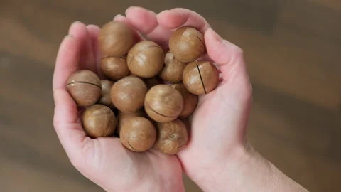Macadamia nuts in hands of man close-up Stock Footage 262663511