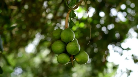 Macadamia nuts hanging on tree Stock Footage 91082721