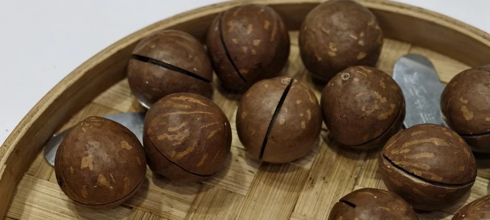 Macadamia nuts in hard shells Foto stock