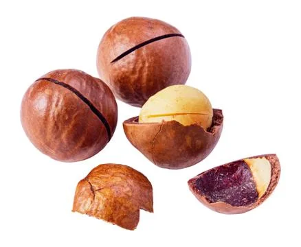 Macadamia nuts isolated Fotos de archivo