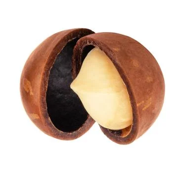 Macadamia nuts isolated on white background Stock Photos