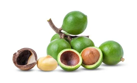 Macadamia nuts isolated on white background. Stock Photos
