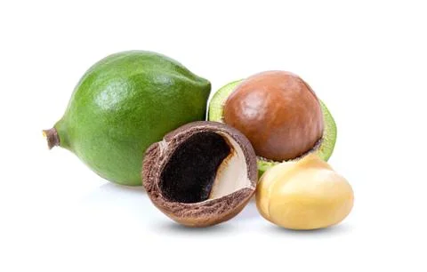 Macadamia nuts isolated on white background Stock Photos