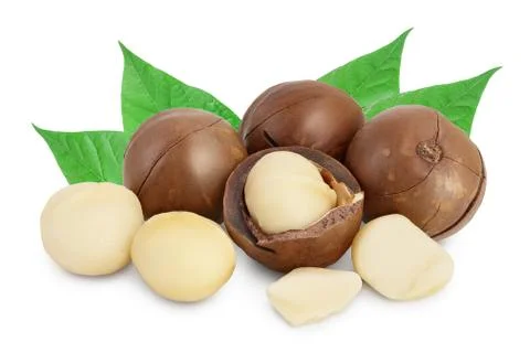 Macadamia nuts isolated on white background with clipping path and full depth of Stock Photos