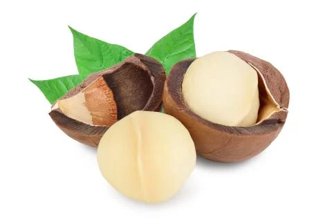 Macadamia nuts isolated on white background with clipping path and full depth of Stock Photos