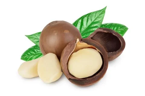 Macadamia nuts isolated on white background with clipping path and full depth of Stock Photos