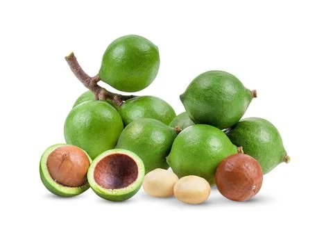 Macadamia nuts isolated on white background Stock Photos