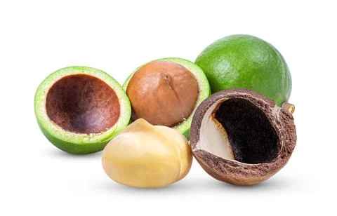 Macadamia nuts isolated on white background Stock Photos