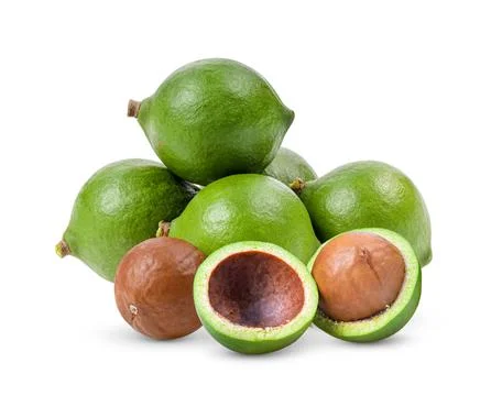 Macadamia nuts isolated on white background Stock Photos