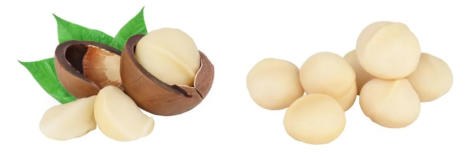 Macadamia nuts isolated on white background with full depth of field Stock Photos