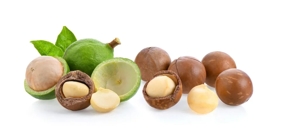 Macadamia nuts isolated on white background. Stock Photos