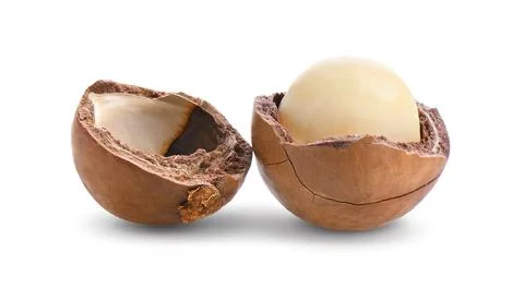 Macadamia nuts isolated on white background. Stock Photos
