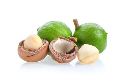 Macadamia nuts isolated on white background. Stock Photos