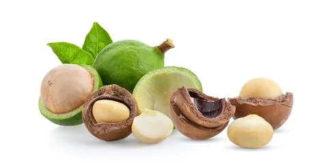 Macadamia nuts isolated on white background. Stock Photos