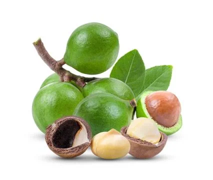 Macadamia nuts with leaf isolated on white background Stock Photos